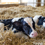 Cremo borjútápszer