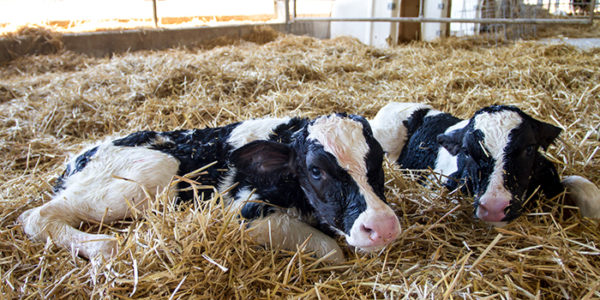 Cremo borjútápszer