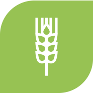 Növénytermesztés ikon