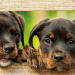 hogyan_válasszun_kutyát