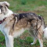 Menhelyi örökbefogadás