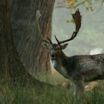 Dámszarvas vadtakarmány