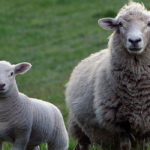 Lanbex báránytakarmányok