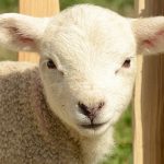 Lambex báránytakarmány