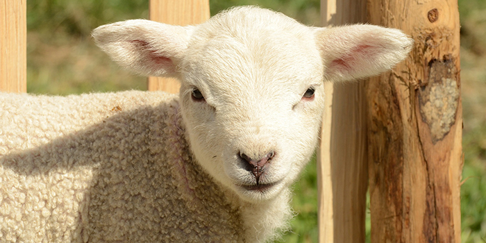 Lambex báránytakarmány