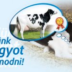 Cremo borjútakarmány