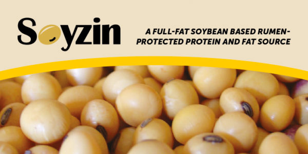 Soyzin soybean