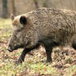 Afrikai sertéspestis