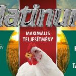 Brojler platinum