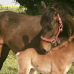 Fehér Patkó Lovasudvar