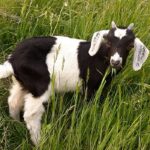 Kecsketakarmányozás