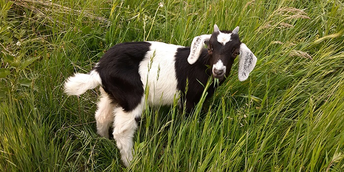 Kecsketakarmányozás