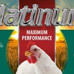 Platinum broiler feed