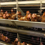 ThermoControl baromfi takarmány kiegészítő