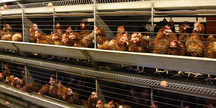 ThermoControl baromfi takarmány kiegészítő