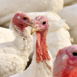 BlueVital takarmánykiegészítő