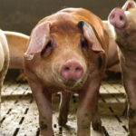 genetikaspecifikus sertéstakarmány