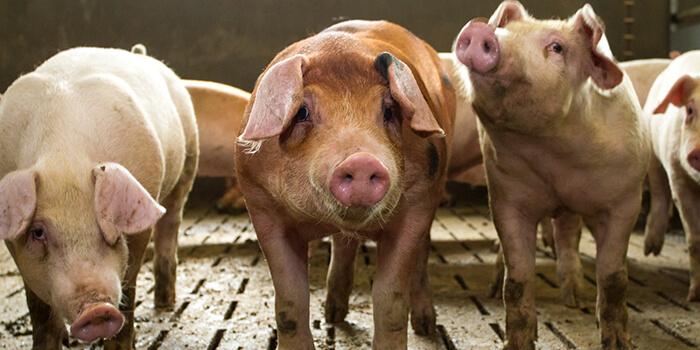 genetikaspecifikus sertéstakarmány