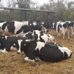 Rábapordányi Mg. Zrt.