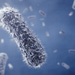 Salmonella-fertőzés sertés