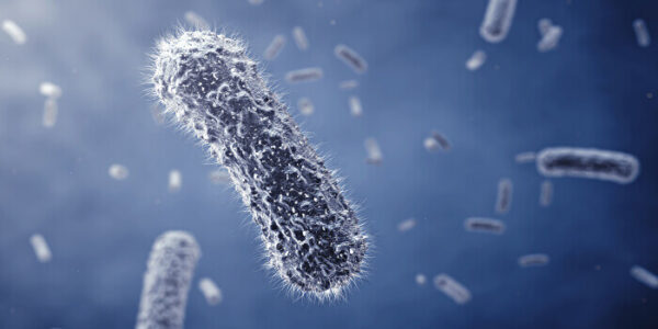 Salmonella-fertőzés sertés