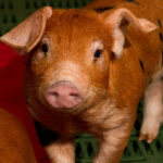 Platinum Zero cink-oxid-mentes