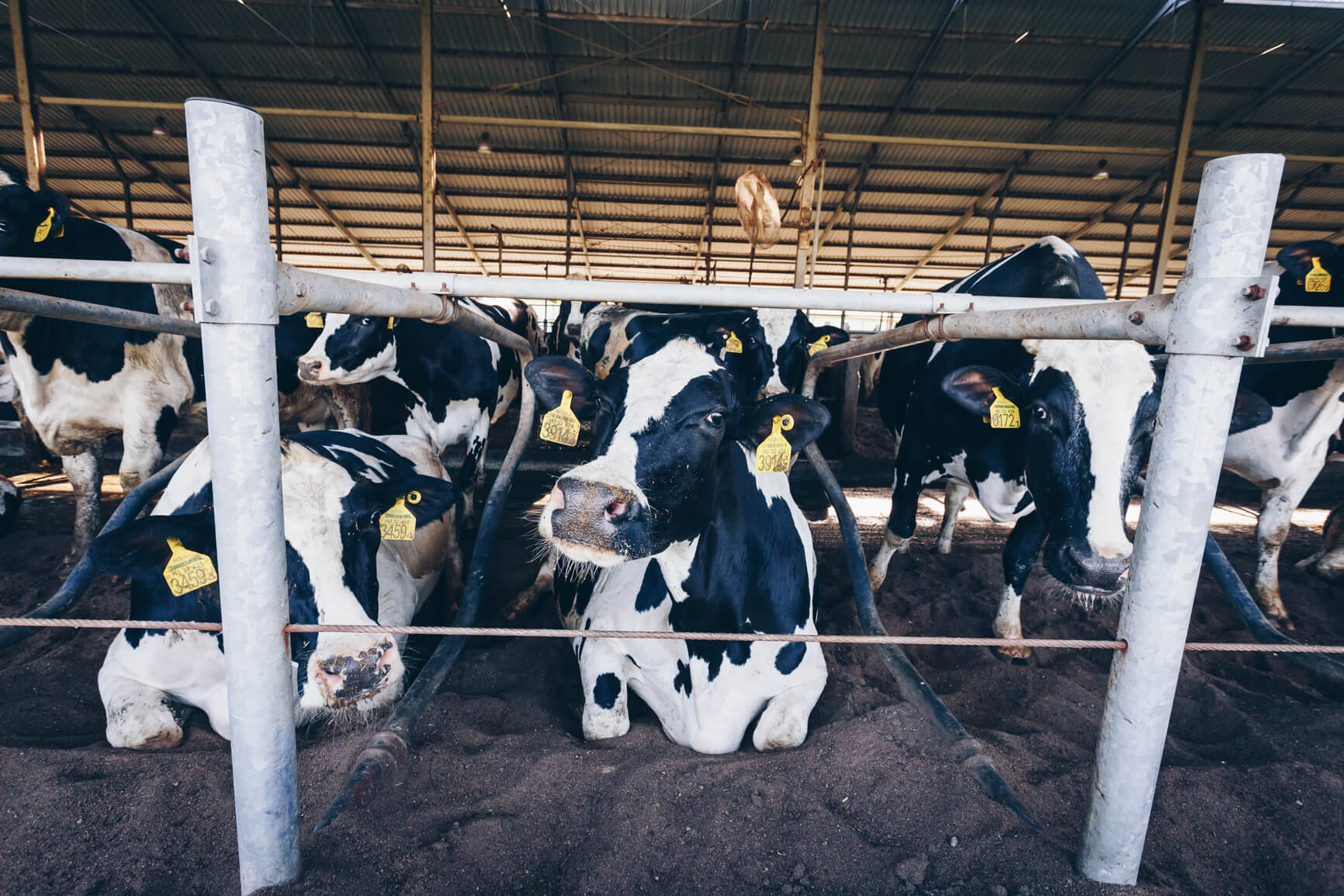 Hőstressz szarvasmarha