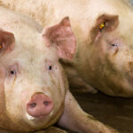 Kocasüldő nevelés