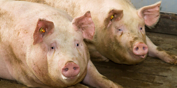 Kocasüldő nevelés