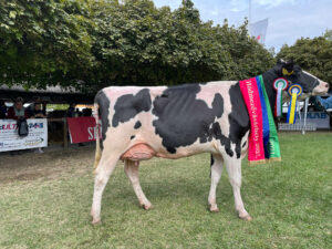 Agronómia Kft. holstein-fríz