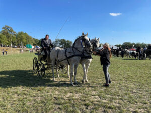 Kovács Dávid fogathajtó