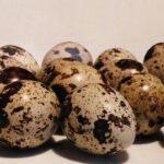 Budai Attila fürjtojás