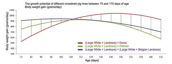 Pig diets genetic