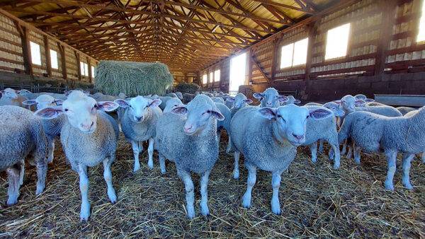 Kiss Gyula jerkecsoport