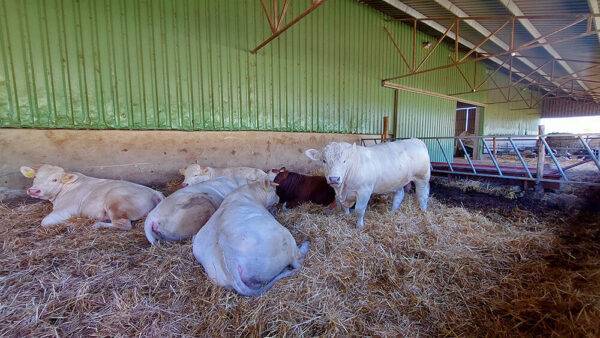 Kiss Gyula szarvasmarha