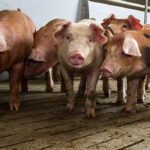 Precíziós takarmányozás