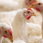 Amino kísérlet Herceghalom