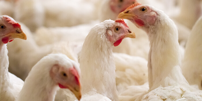 Amino kísérlet Herceghalom