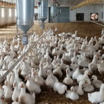 Green-Divízió kacsa