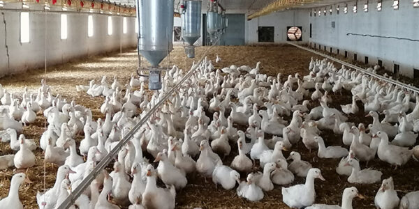 Green-Divízió kacsa