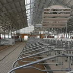 Szarvasmarha robotfejér