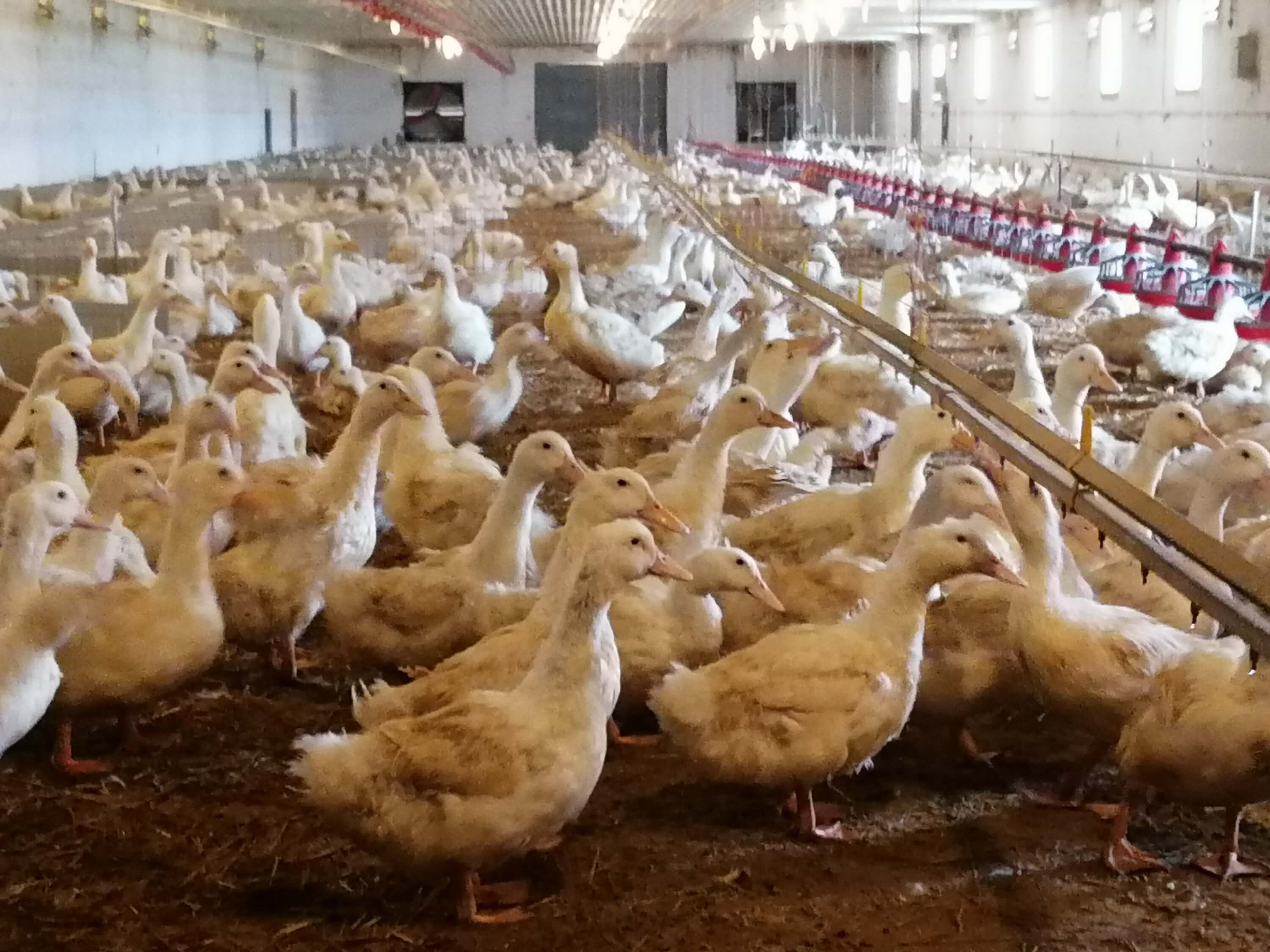 Green Divízió kacsa