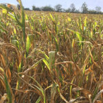 Aflatoxin fertőzés