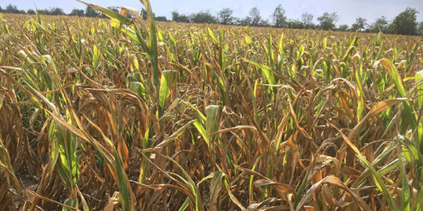 Aflatoxin fertőzés