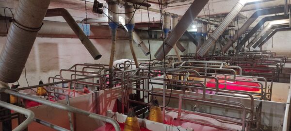 Búzakalász Mg. Mélykút fiaztató