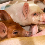 Farrowing house management