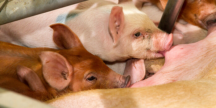 Farrowing house management