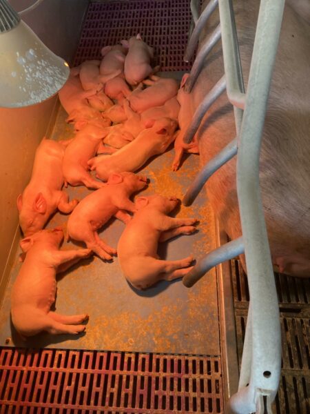 Fiaztatói menedzsment-2