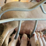 Fiaztatói menedzsment 2.