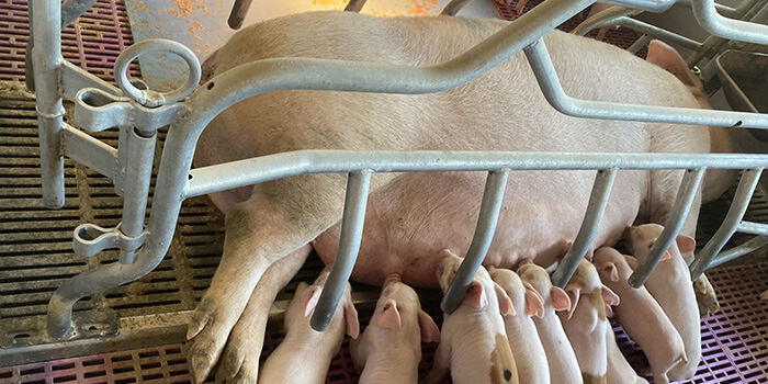 Fiaztatói menedzsment 2.